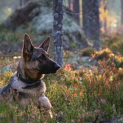 photo "German shepherd"