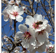 фото "Almond tree"