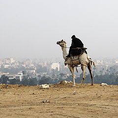 photo "Morning to Cairo"