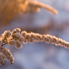 photo "Gentleness"