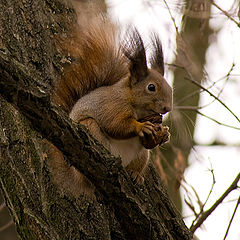 photo "squirrel"