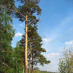 фото "pine-trees-2"