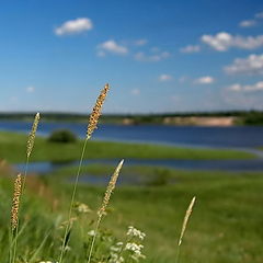 фото "Капелька лета"