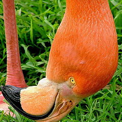 фото "Flamingo"