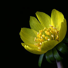 photo "Eranthis hyemalis"