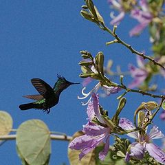 photo "Hummingbird (2)"