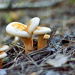 photo "Mushrooms"