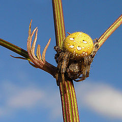 photo "Yellow Spider"