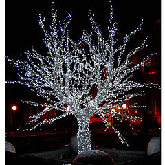 photo "Modern tree in Wroclaw"