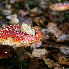 photo "Keeping the rain out"