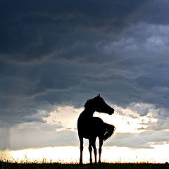 фото "Spirit of the Storm"