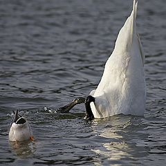 photo "The goose and duck :)"