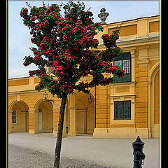 photo "apple trees and hydrants"