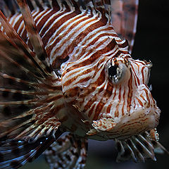 photo "Portrait of an angry fish"