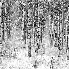 photo "Winter. Birches"