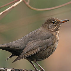 photo "Turdus merula"