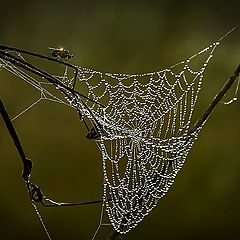 фото "По минному полю"