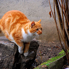 photo "hunting sparrow"