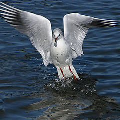 фото "Landing"