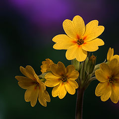 photo "Primula veris"