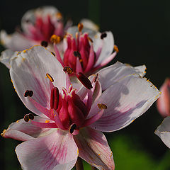 фото "Скоро весна!"