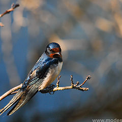 photo "Andorinha-das-chamines (Hirundo rustica)"