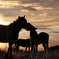 photo "Tender Kiss"