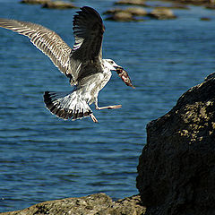 photo "Fish Day"