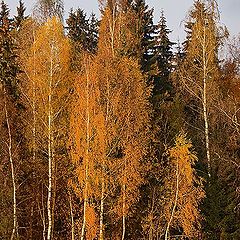 фото "Есенинская осень"