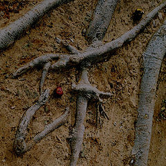 photo "Roots"