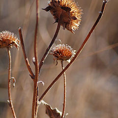 photo "Spent Blooms"