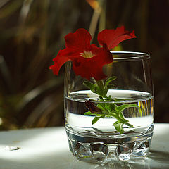 photo "***"