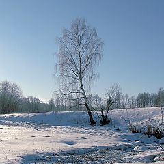 фото "Белая береза"