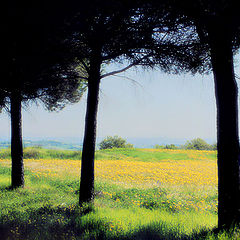 фото "Green, Yellow and Black"