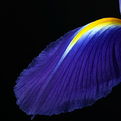 photo "iris"