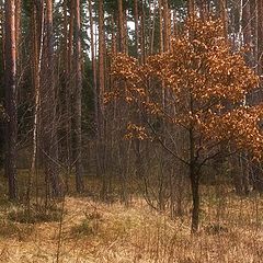 photo "Leaves in winter"