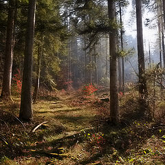 photo "The Forest"