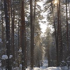 photo "The spring will soon come!"