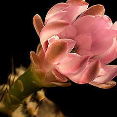 фото "Его колючести цветы. - Gymnocalycium anisitsii"