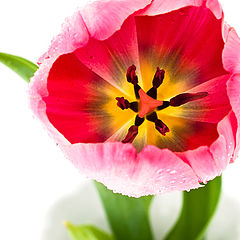 фото "Tulip"