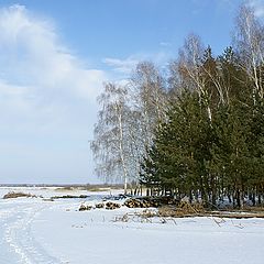 фото "на опушке"