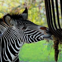 photo "diner for zebra !"