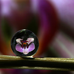 photo "Orchi in drops"