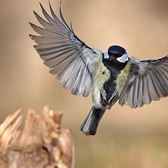 фото "Parus"