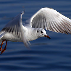 photo "Passeando-se"