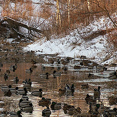 photo "The duck river"