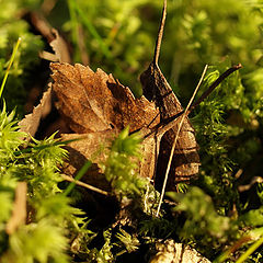 photo "Moss and Leaves"