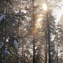 photo "The sun, a pine and a snow"