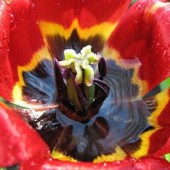 photo "Tulip after rain"