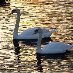 фото "Swans in the beach at sunset"